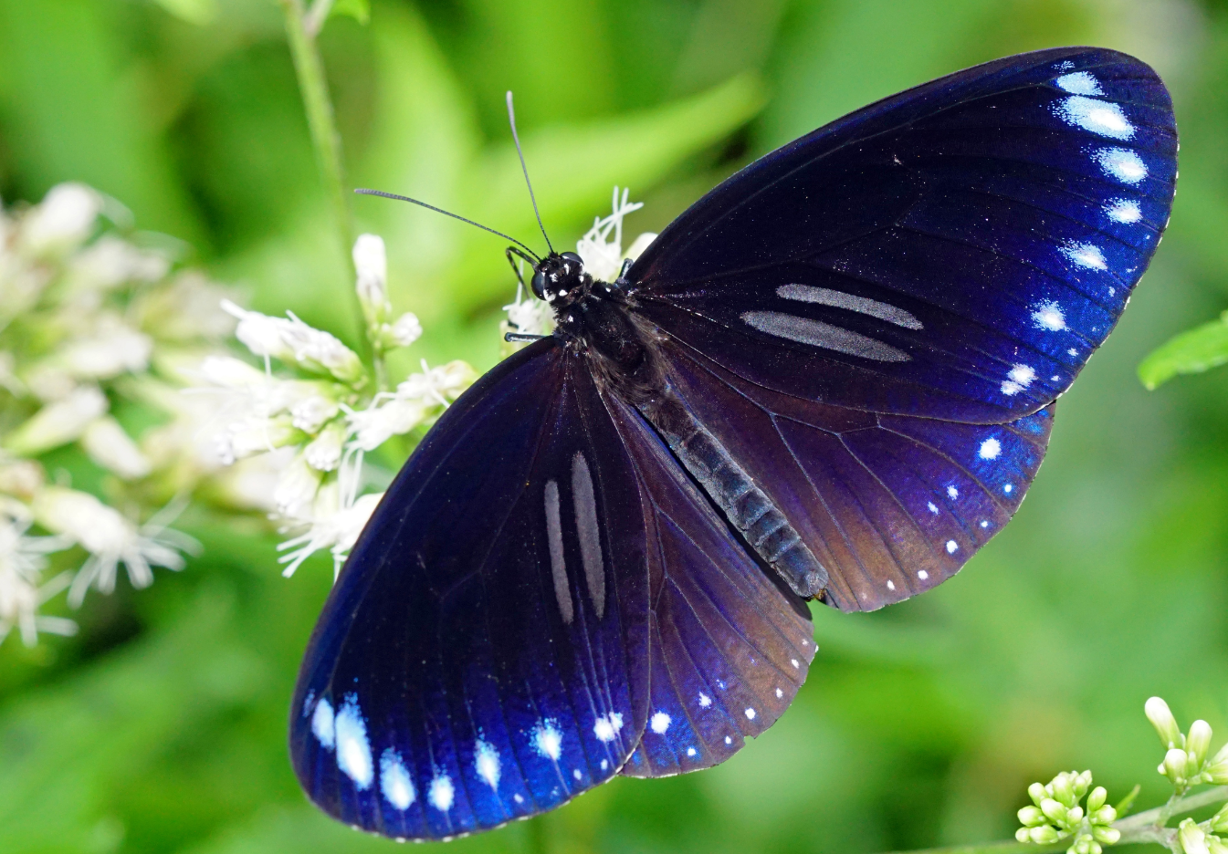 有哪些珍稀的蝴蝶品种？目前有哪些保护濒危蝴蝶的方式？
