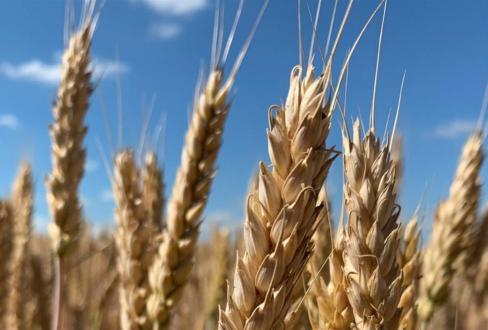 小麦拔节期到抽穗要注意什么？