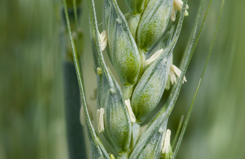 小麦拔节期到抽穗要注意什么？