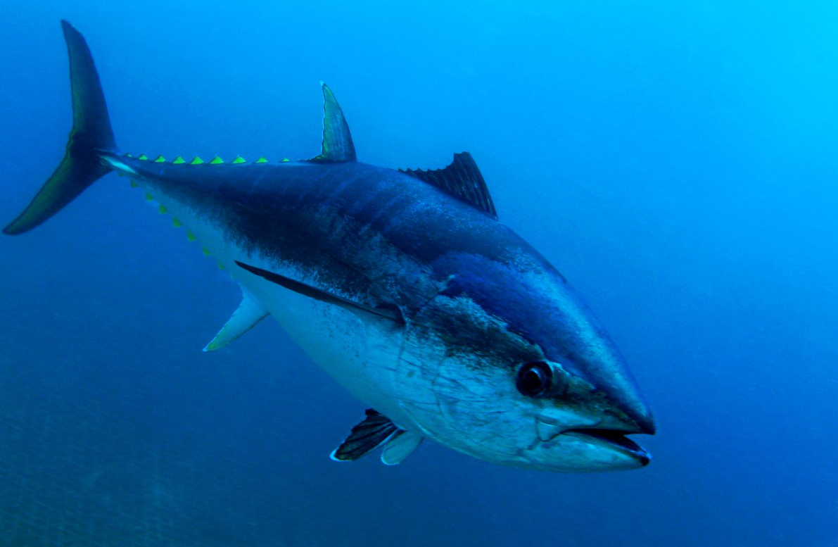 蓝鳍金枪鱼属于保护动物吗？蓝鳍金枪鱼的特点讲解