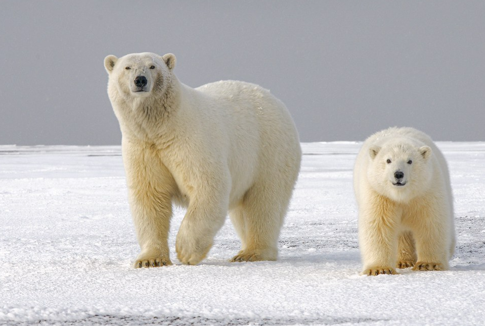 北冰洋有哪些珍贵的动物资源？目前它们存在哪些生存压力？