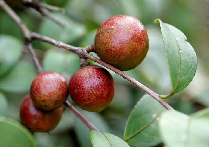 种植油茶树的前景如何？油茶树的种植方法介绍