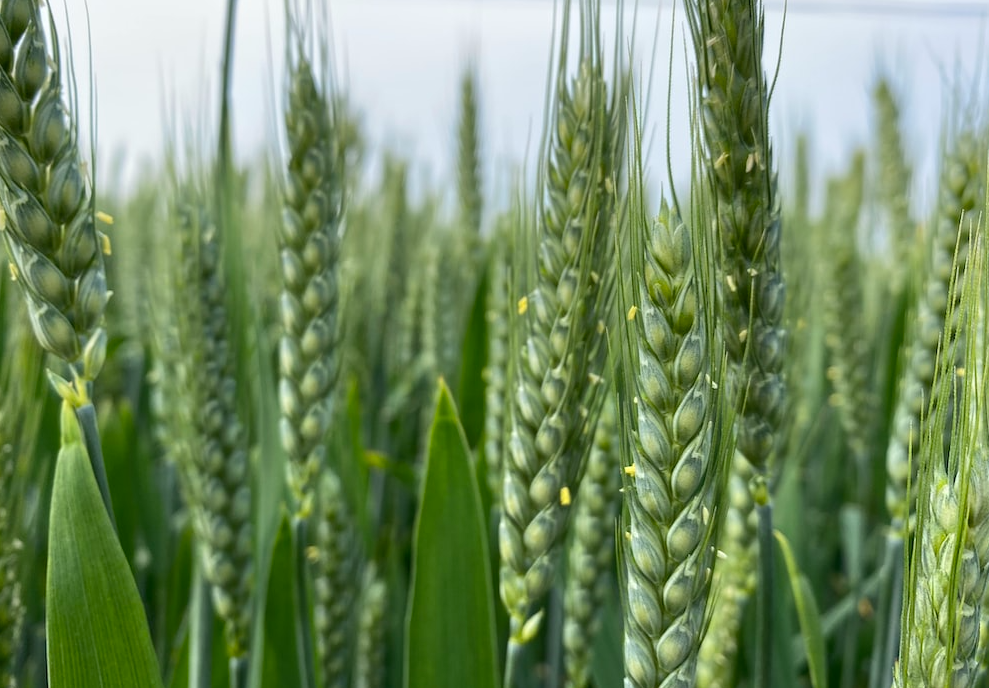 小麦返青肥用尿素还是复合肥好