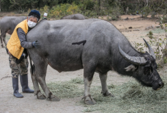 <strong>我国畜牧业目前存在哪些问题？产生的原因和改善方法介绍</strong>