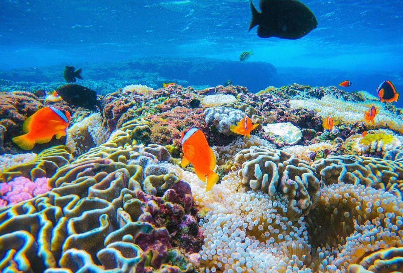 珊瑚礁对于海洋生物圈的重要意义，目前人类活动对珊瑚礁的影响
