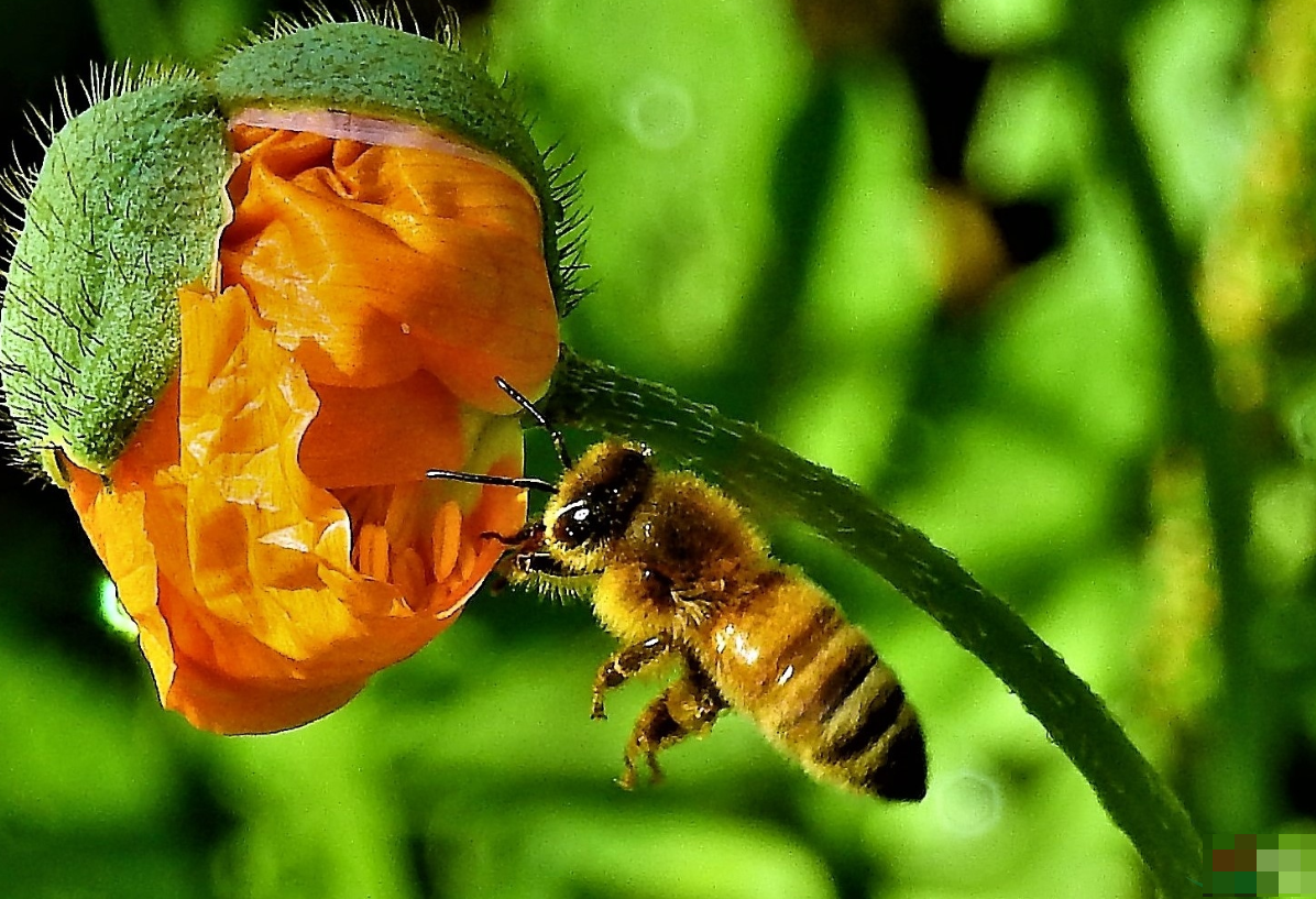 蜂群的组成和生长发育讲解