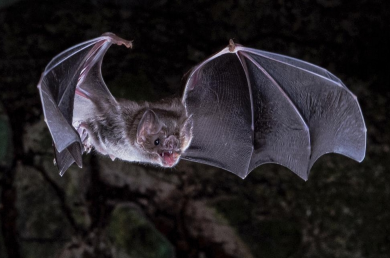 蝙蝠的分类和特征，生活习性和食性介绍