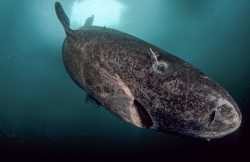 格陵兰鲨的寿命有多久？格陵兰鲨的特点和生物习性介绍
