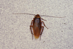 蟑螂有多古老？现存蟑螂的主要品种分布和生物习性介绍