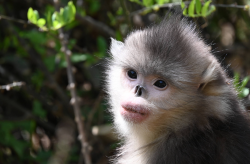 <strong>滇金丝猴的种群现状和分布，保护滇金丝猴有哪些意义？</strong>