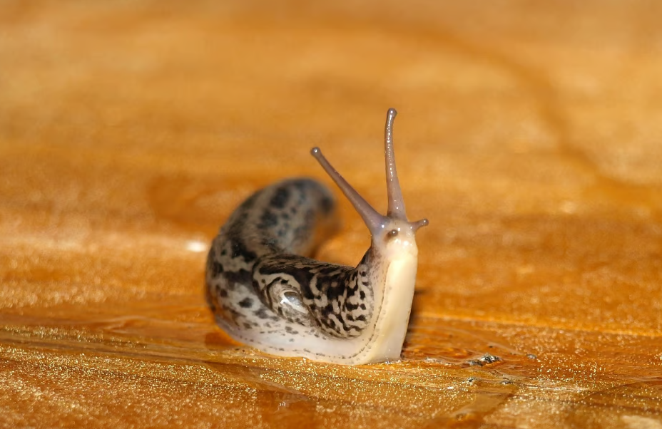 蛞蝓和蜗牛的关系？蛞蝓有哪些特点？