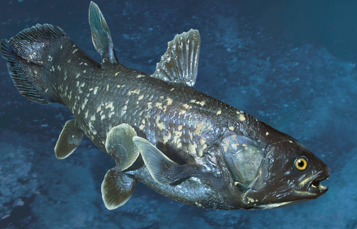 腔棘鱼有多古老？腔棘鱼的生物特征和外形特征介绍