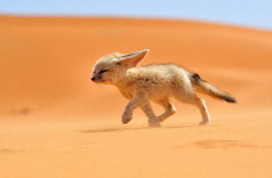 沙漠狐狸的生活习性介绍，沙漠狐狸如何寻找水源？