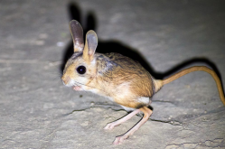 世界上已知最小的啮齿动物是什么？目前已知的其特点和资料有哪些？