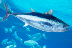 <strong>蓝鳍金枪鱼生活环境与习性如何？有什么利益价值和营养价值？</strong>