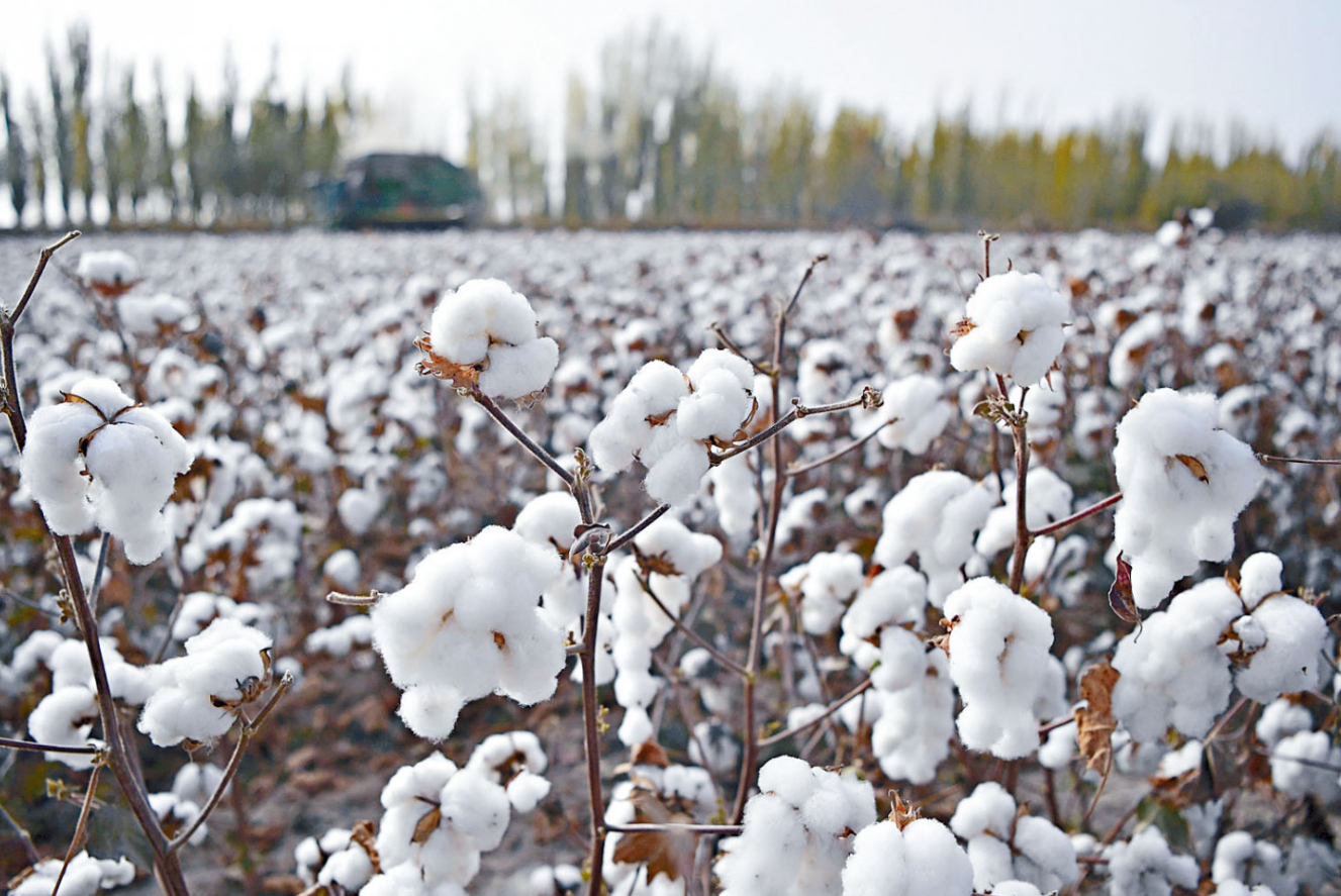 中国的棉花生产现状和政策支持