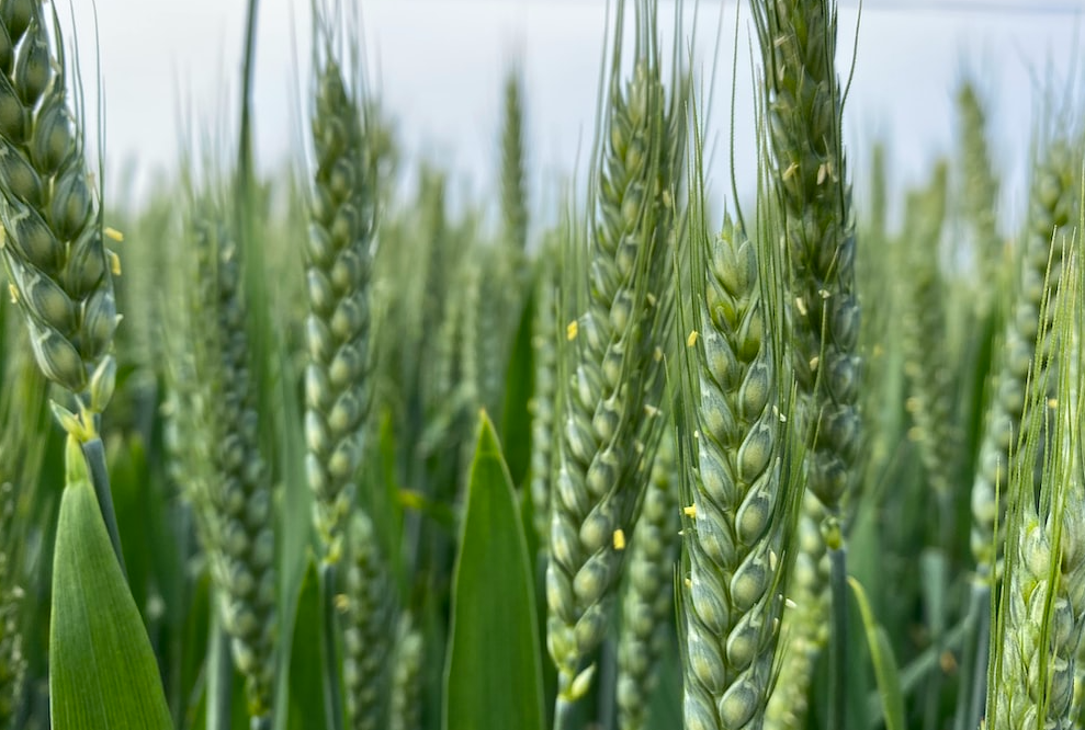 小麦抽穗到开花需要多长时间？