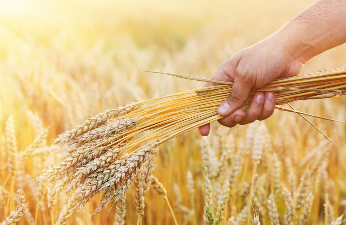 小麦为什么要浇冻水？能起到什么效果？