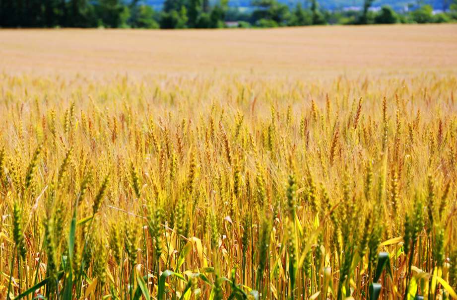 小麦为什么要浇冻水？能起到什么效果？