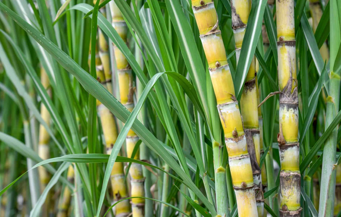 甘蔗高产高糖的种植技术介绍