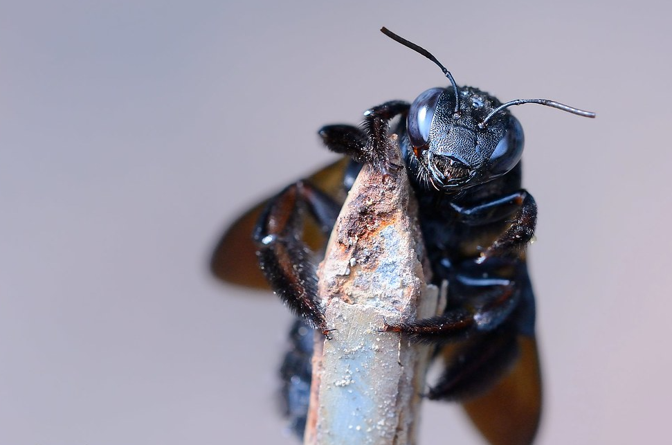 黑色竹蜂是害虫吗？分布在哪些地区？