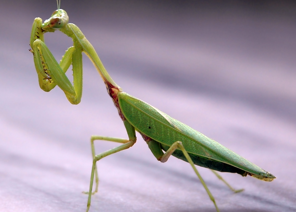 螳螂有什么特点？肚子里为什么会有寄生虫？