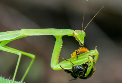 螳螂有什么饮食习性？生活在什么样的环境？