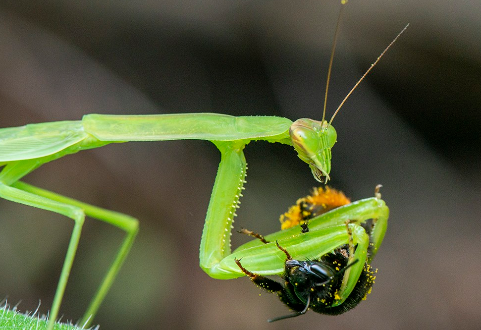 螳螂有什么饮食习性？生活在什么样的环境？