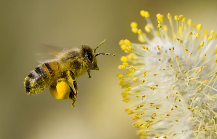 蜜蜂有几对翅膀？有哪些特点？