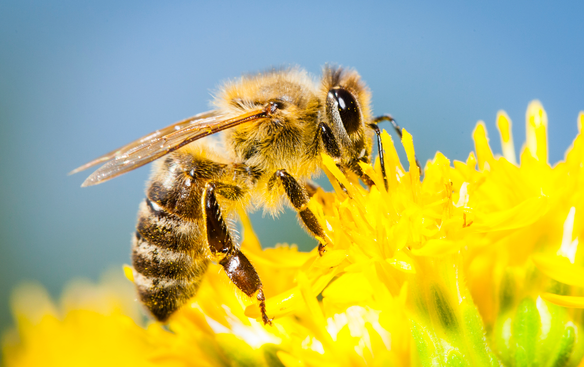 蜜蜂有几对翅膀？有哪些特点？