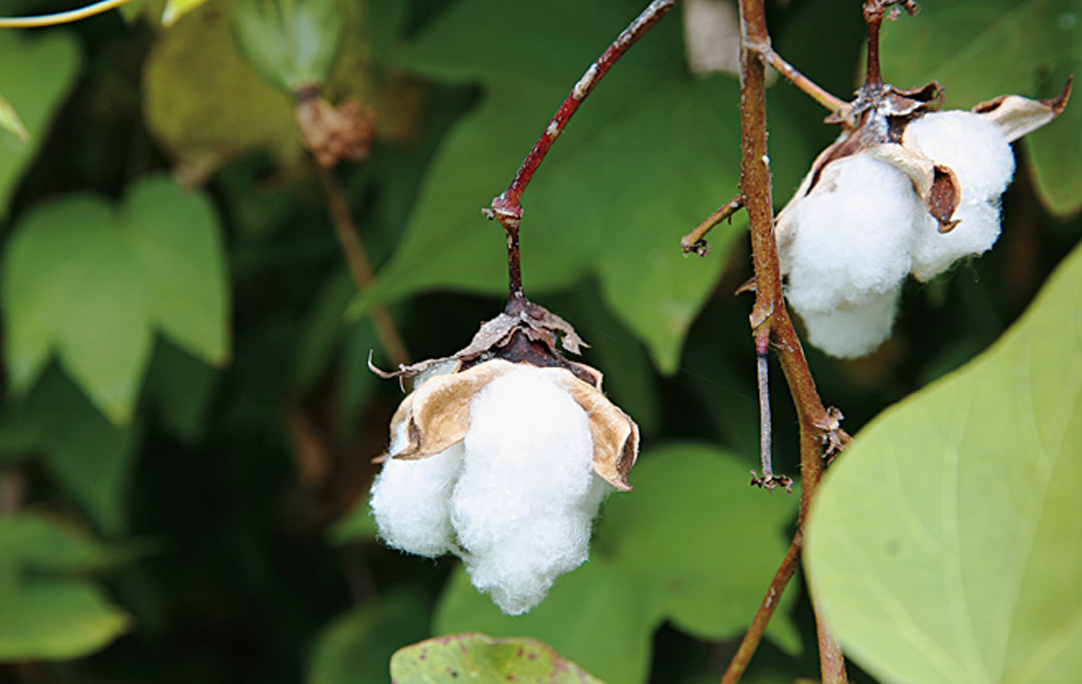 棉花播种前的必备工作有哪些？
