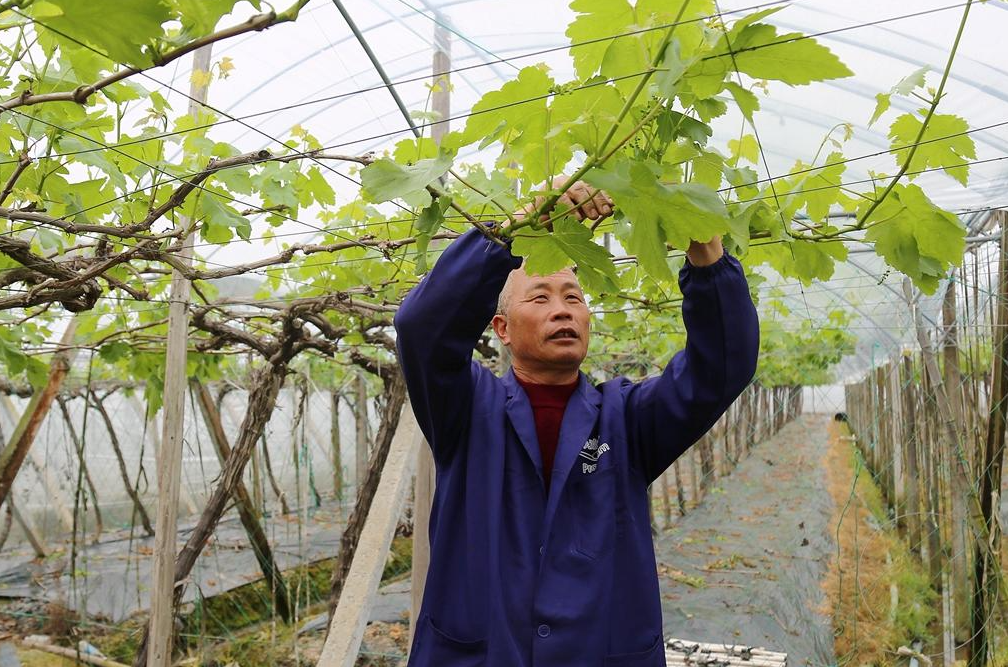 葡萄的T型架剪修方法是怎样的？