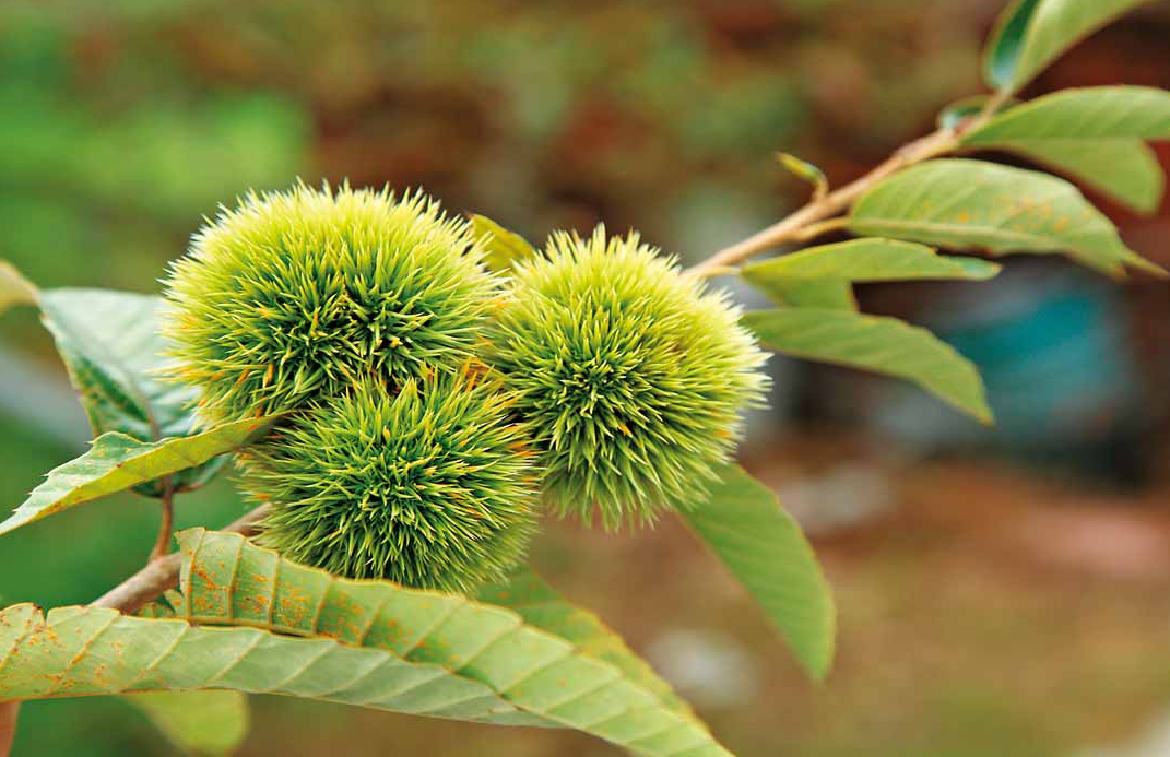 板栗在几月份开花？有什么样的特点？