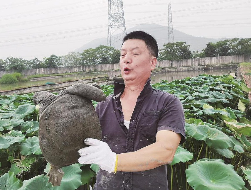 甲鱼有什么食物习性？如何繁殖？