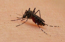 生姜异形眼蕈蚊是什么虫害？有哪些防治措施？