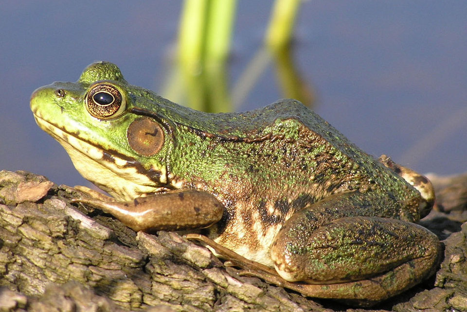 青蛙有什么营养成分价值？
