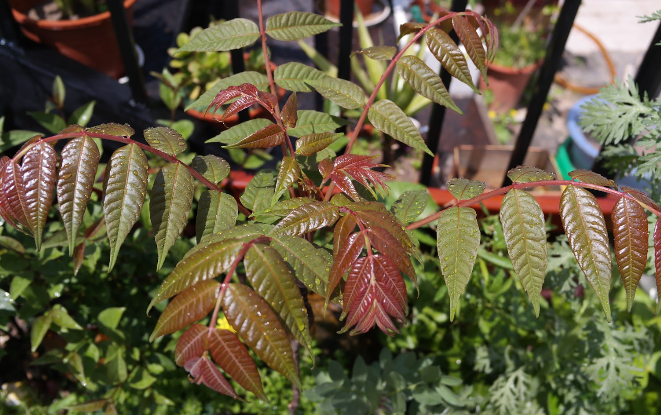 香椿种植的高产技术有哪些?需要什么条件?