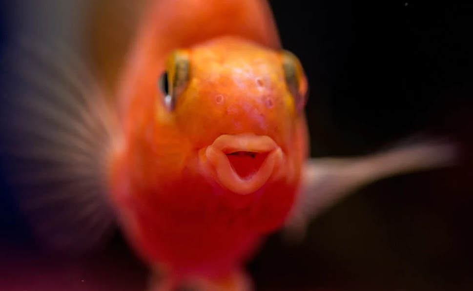 红鹦鹉鱼的特点介绍，有哪些饲养方法？
