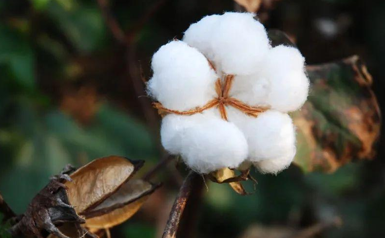 棉花和什么作物可以套种？选择的条件是什么？