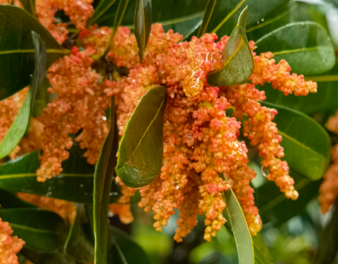 杨梅树开花季节与结果的特性特点是？