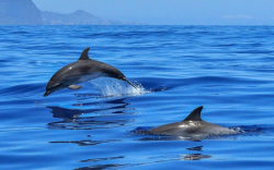 海豚为什么会救人？亲近人类的原因有哪些？