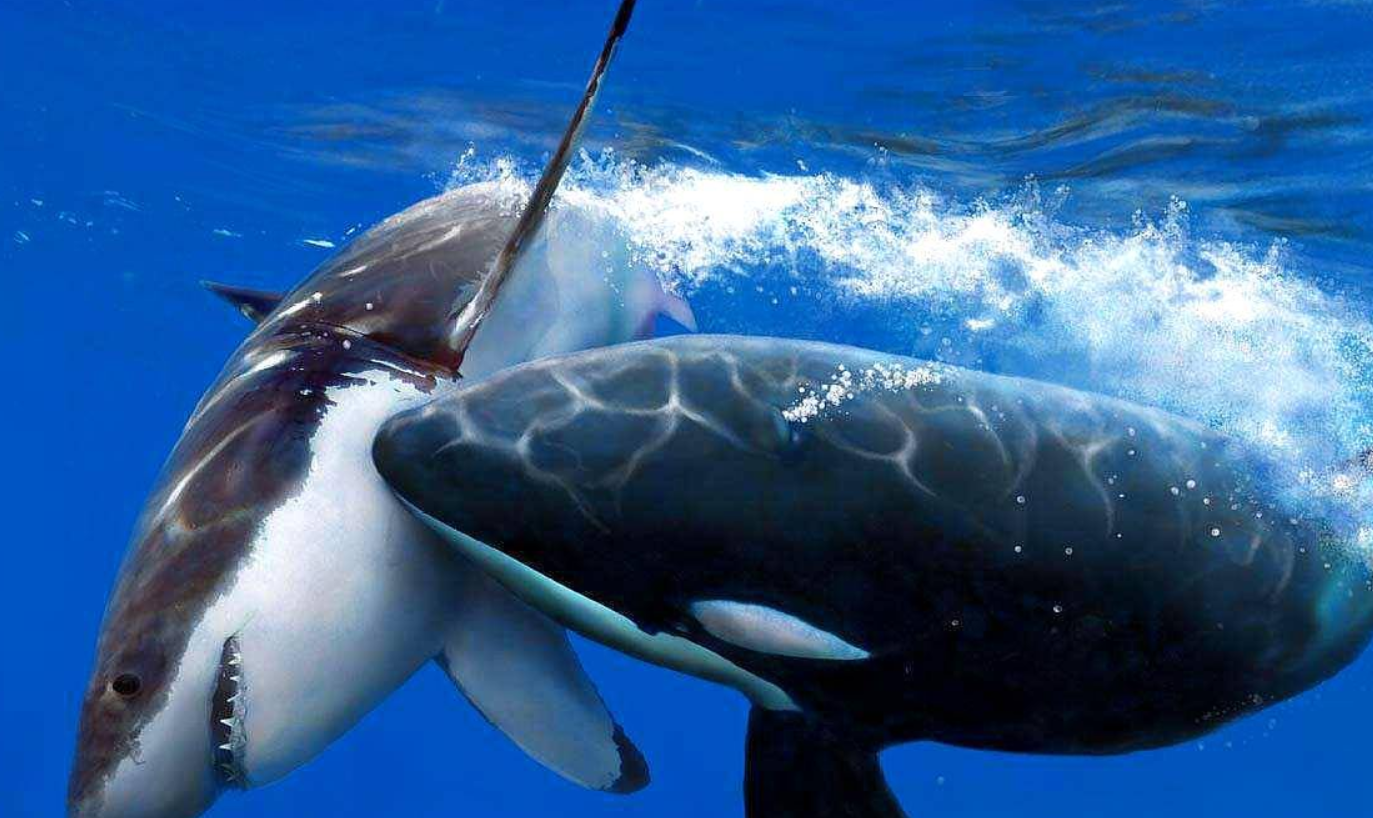 哪种鲸鱼最具攻击性？海上活动中应如何避免海洋生物的威胁？