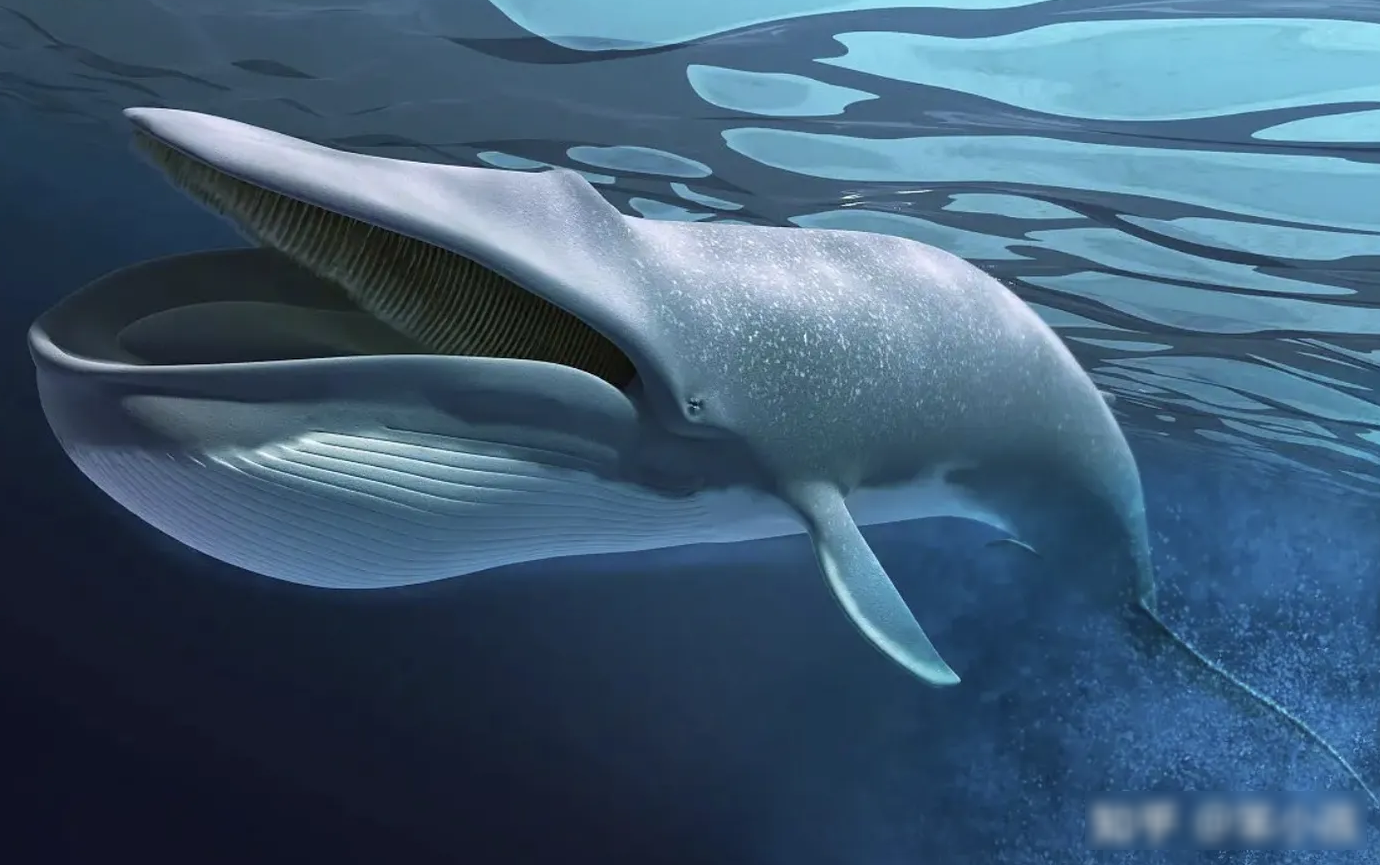 蓝鲸为什么可以长那么大？蓝鲸目前面临的生存困境