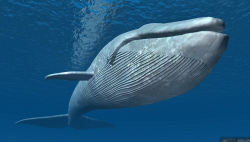 蓝鲸目前还剩下多少只？蓝鲸的主要族群分布和法律保护