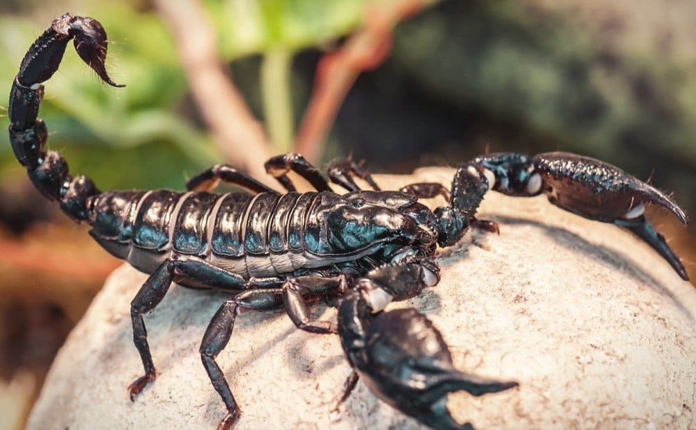 蝎子的毒素为什么可以麻痹神经系统？