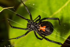 常见的毒蜘蛛的类型都有哪些？