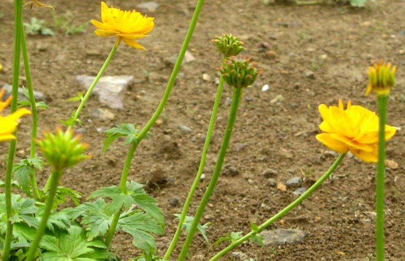  短瓣金莲花喜欢生长在什么地方？人工种植有什么要求？