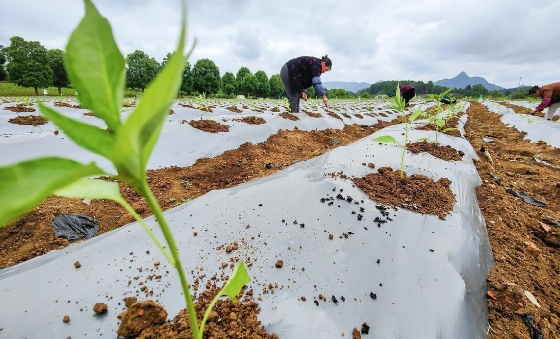 辣椒地膜定植后的管理要点介绍