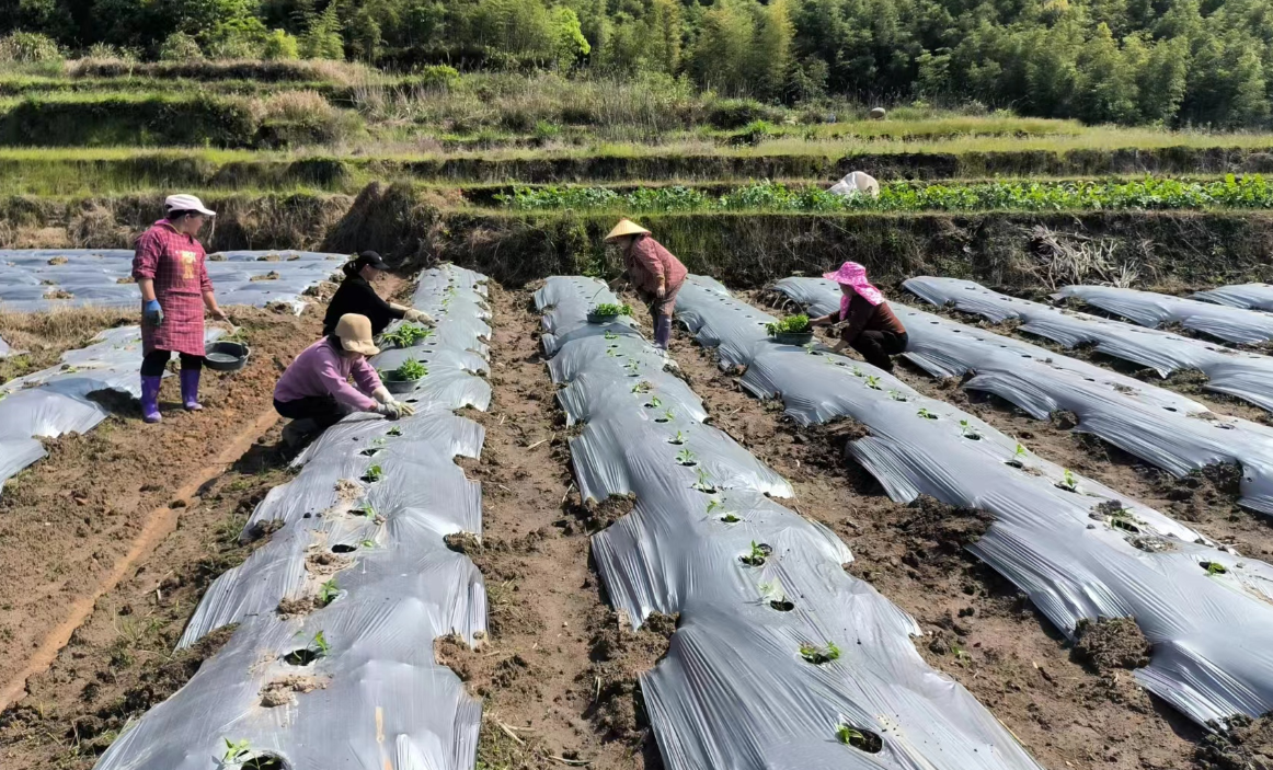 地膜栽种辣椒的意义有哪些？有哪些方法？