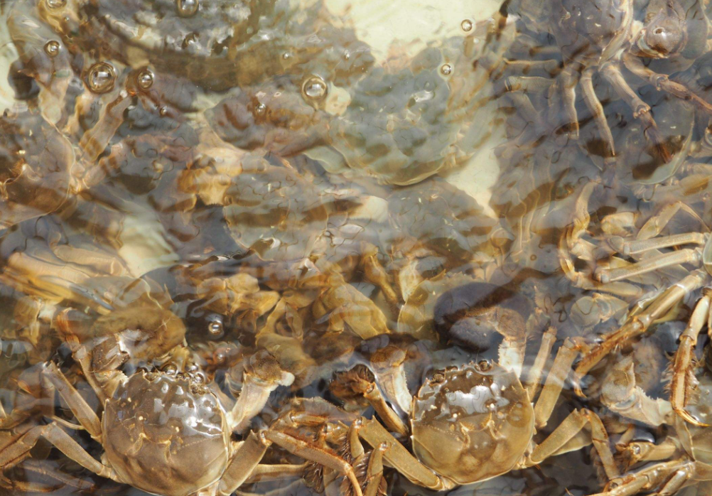 大闸蟹蟹的交配期与繁殖季节通常是什么时候？